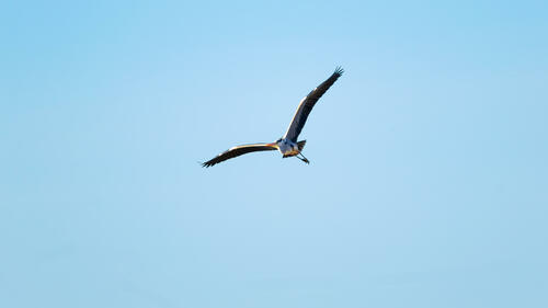 Stork mid flight 3